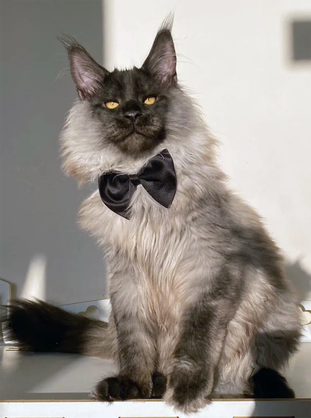 cat 1