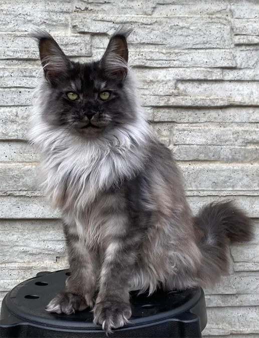 cat 2