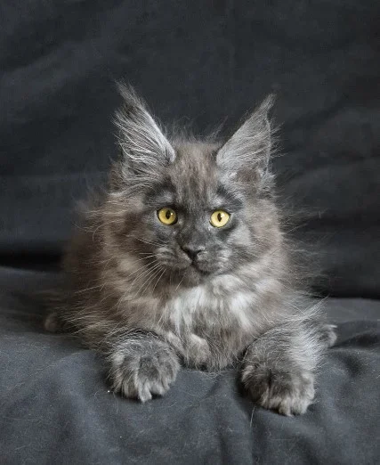 cat 2