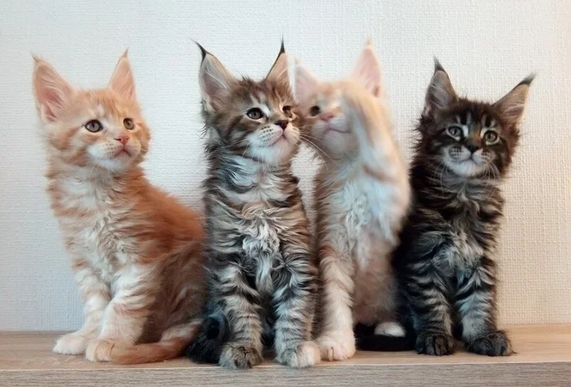 cat 4